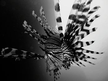Close-up of jellyfish in water