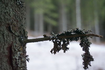 Close-up of lichen growing on tree trunk