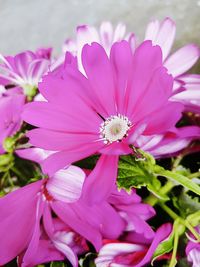 Close-up of pink cosmos flowers blooming outdoors