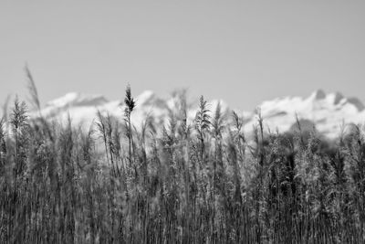 Close-up of stalks in field against clear sky