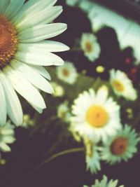 Close-up of white daisy flowers