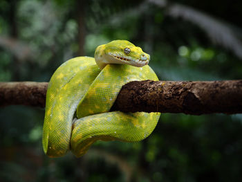 Green python snake