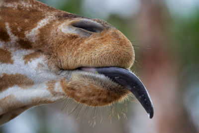 Close-up of giraffe