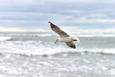 Seagull flying over sea