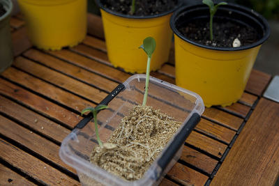 Close-up of plants on table