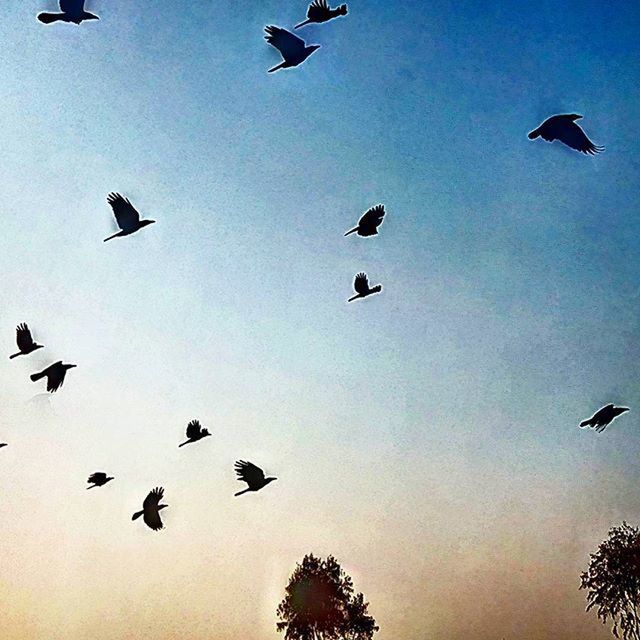 flying, bird, low angle view, animal themes, animals in the wild, wildlife, mid-air, flock of birds, silhouette, spread wings, sky, blue, freedom, flight, nature, clear sky, medium group of animals, beauty in nature, motion
