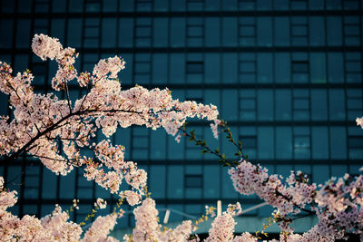 Close-up of cherry blossom against building