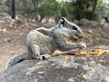 Close-up of squirrel on rock