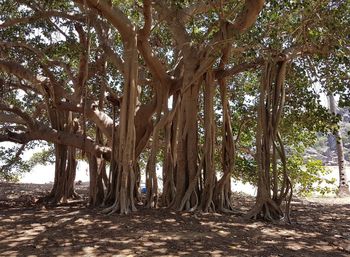 Trees growing in forest