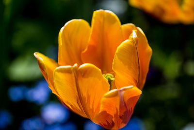 Close-up of day lily blooming in park