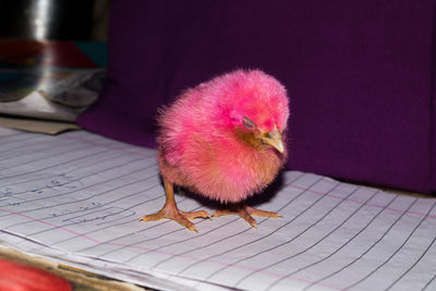 High angle view of a bird