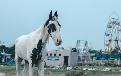 White horse against sky