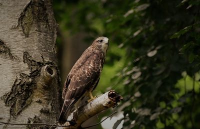 Close-up of eagle perching on tree trunk