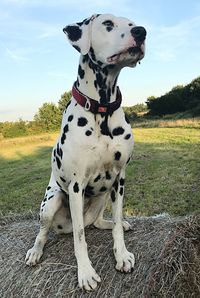 Dog sitting on field against sky