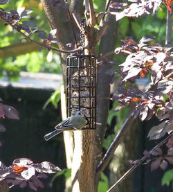 Bird perching on a feeder