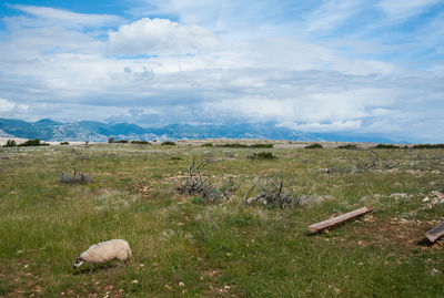 Scenic view of field against sky