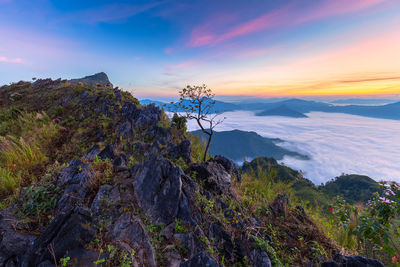 Plants and rocks against sky during sunset