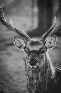 Close-up of deer