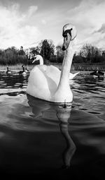 Black and white monochrome mute swan swans pair low-level water side view macro animal background