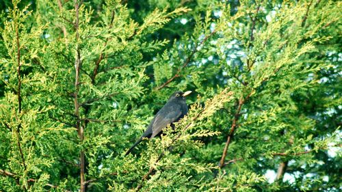 Low angle view of bird perching on tree