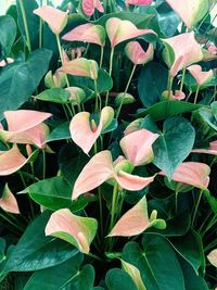 Close-up of flowers blooming outdoors