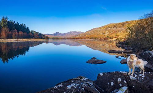 Golden retriever and lake view in snowdonia, north wales, uk