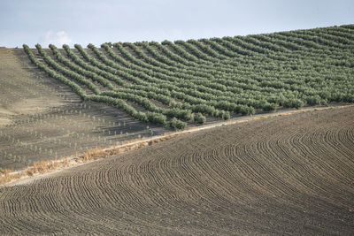 Scenic view of agricultural field against sky