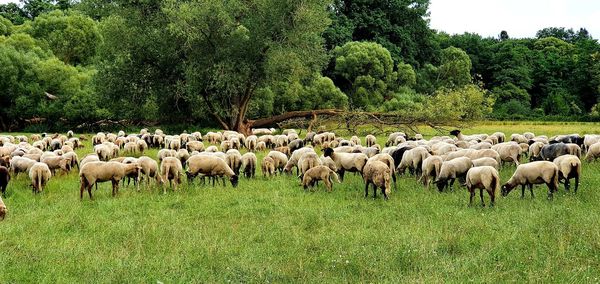 Flock of sheep on field