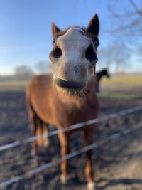 Portrait of a horse on field