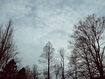 Low angle view of bare tree against sky