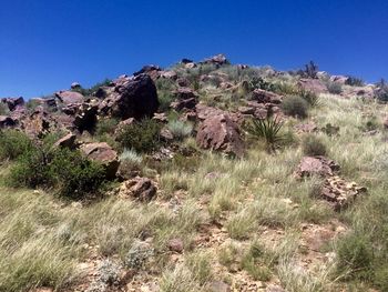 Plants growing on land against clear blue sky