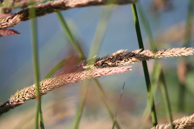 Close-up of fresh plant