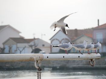 Close-up of seagull flying against sky