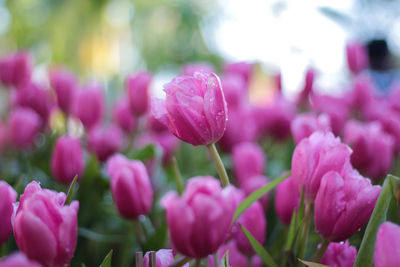 Close-up of pink tulips