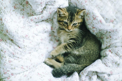 Cat relaxing on bed