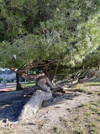 View of lizard on land