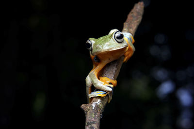 Close-up of frog on branch