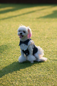 Cute puppy in a field