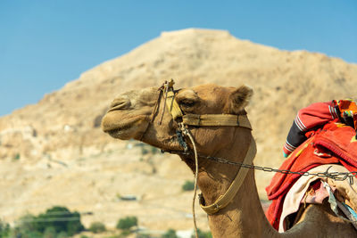 Close-up of a camel on desert against sky