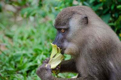 Close-up of monkey eating outdoors