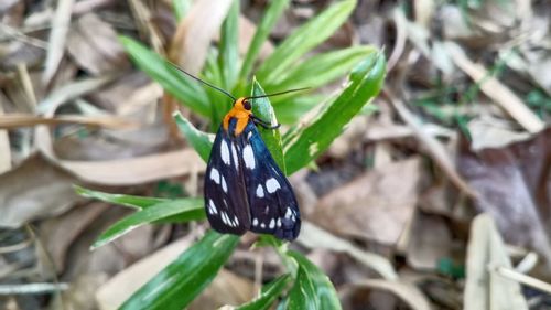 Close-up of butterfly on leaf