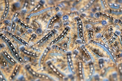 A mass of tent caterpillars moves together in a group