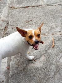 Portrait of dog standing outdoors