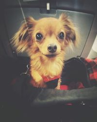 Portrait of dog sitting in car