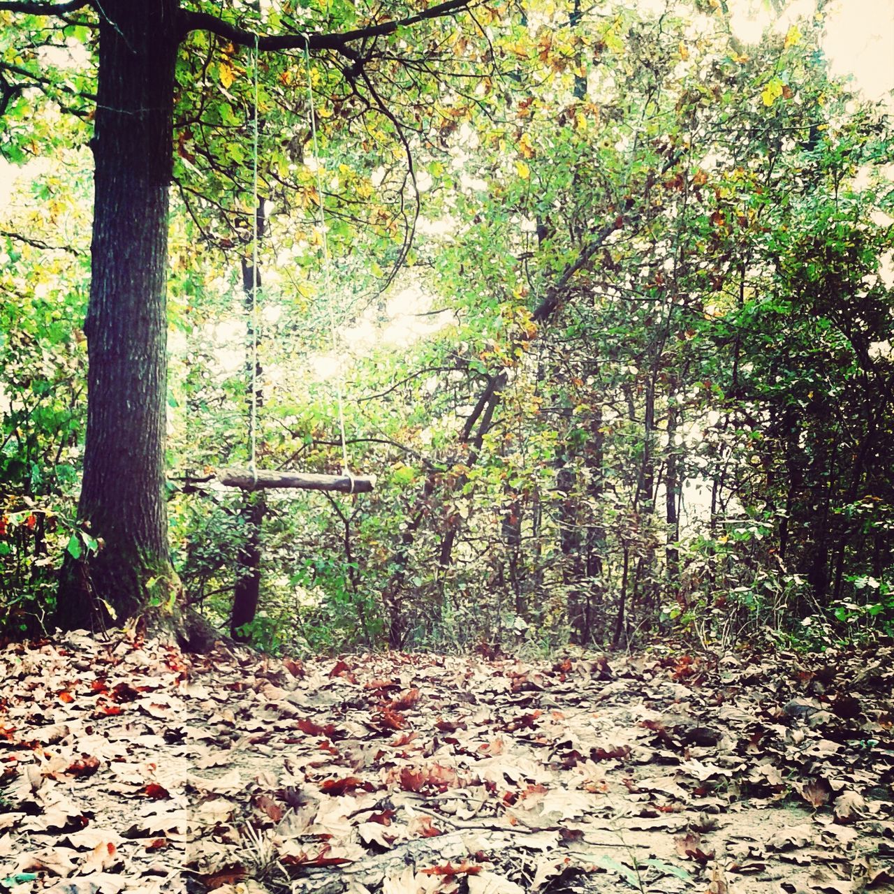 tree, growth, leaf, forest, autumn, tranquility, nature, the way forward, change, beauty in nature, green color, branch, tree trunk, tranquil scene, footpath, day, fallen, plant, season, scenics