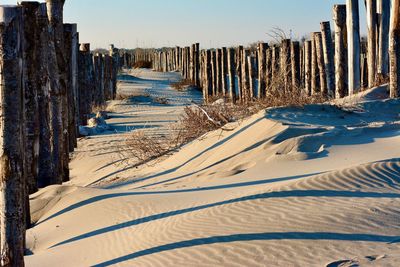 A path through the dunes at sunset, wooden fence prevents sand dune from erosion.