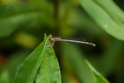 Close-up of insect on leaf