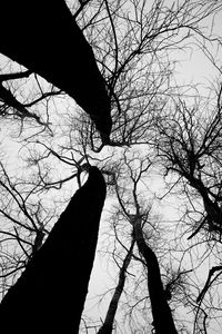 Low angle view of silhouette bare tree against sky