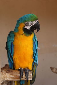 Parrot papagei mallorca 