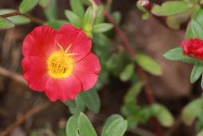 Close-up of red flower